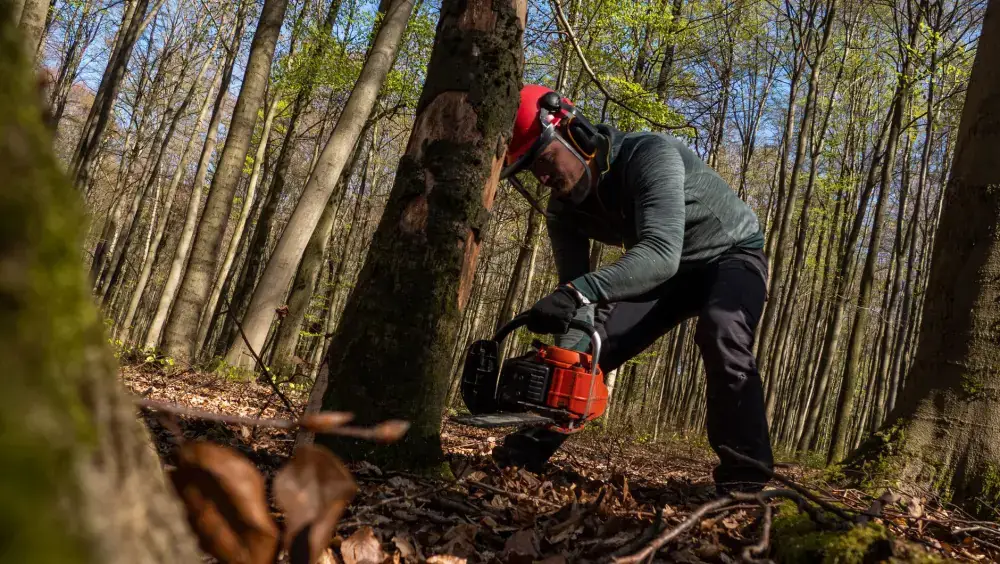 Crew member cutting into a tree trunk with a chainsaw
