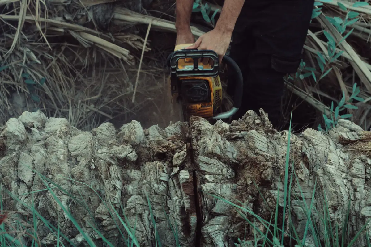 Crew member bucking a felled tree trunk into sections