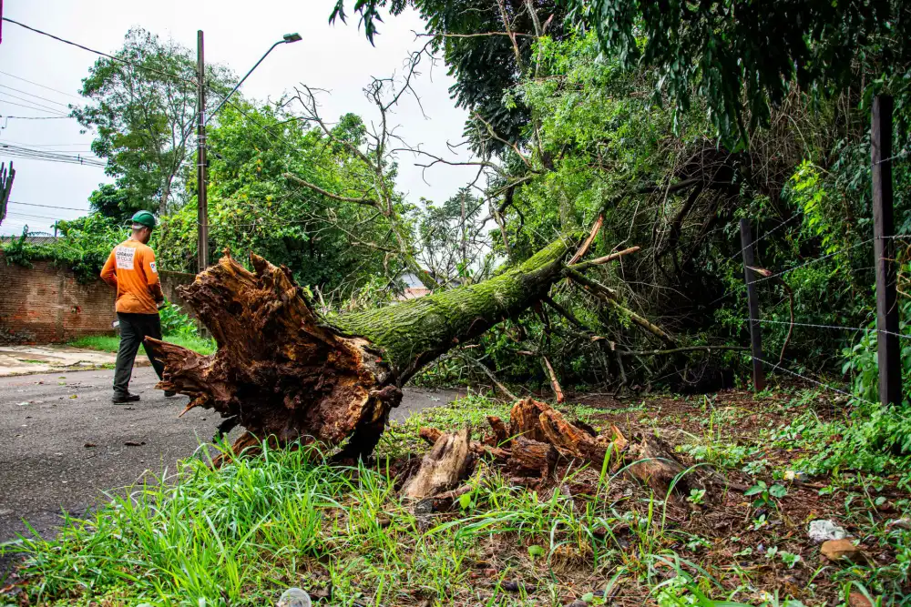 Crew clearing storm-damaged tree debris