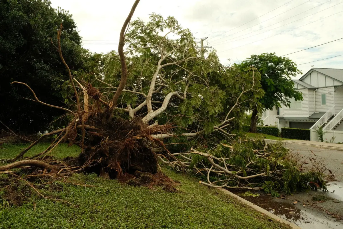 A large tree fallen across a yard after a storm