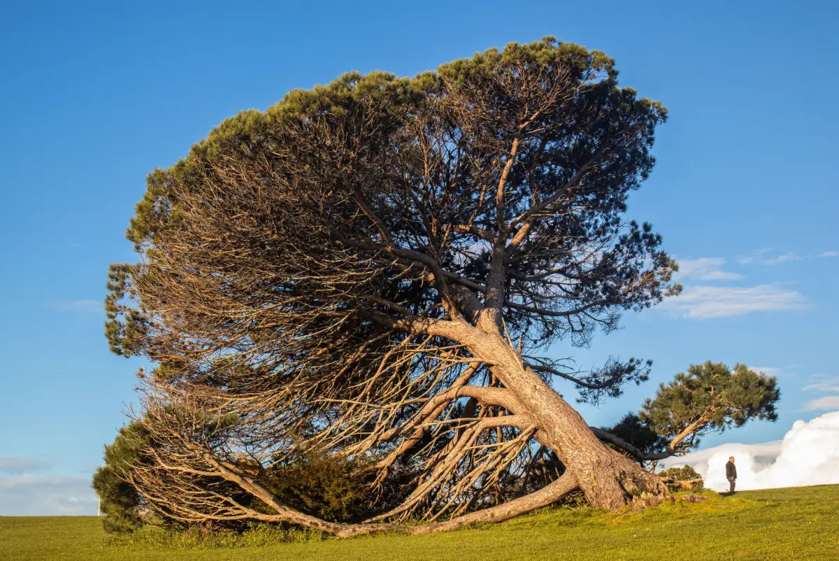 A tree with a pronounced lean toward a structure