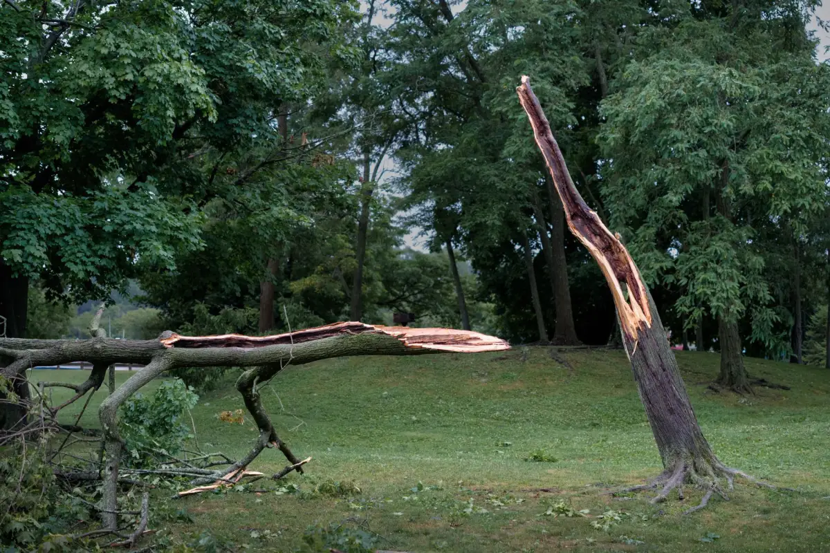 A tree trunk split by storm damage