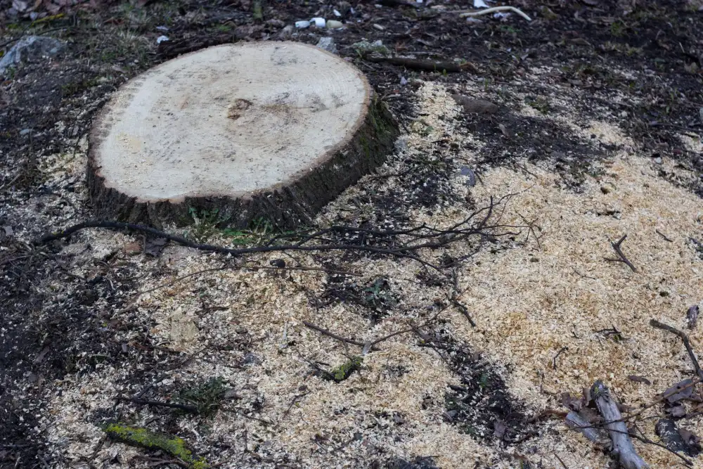Close-up of a freshly cut stump surrounded by sawdust