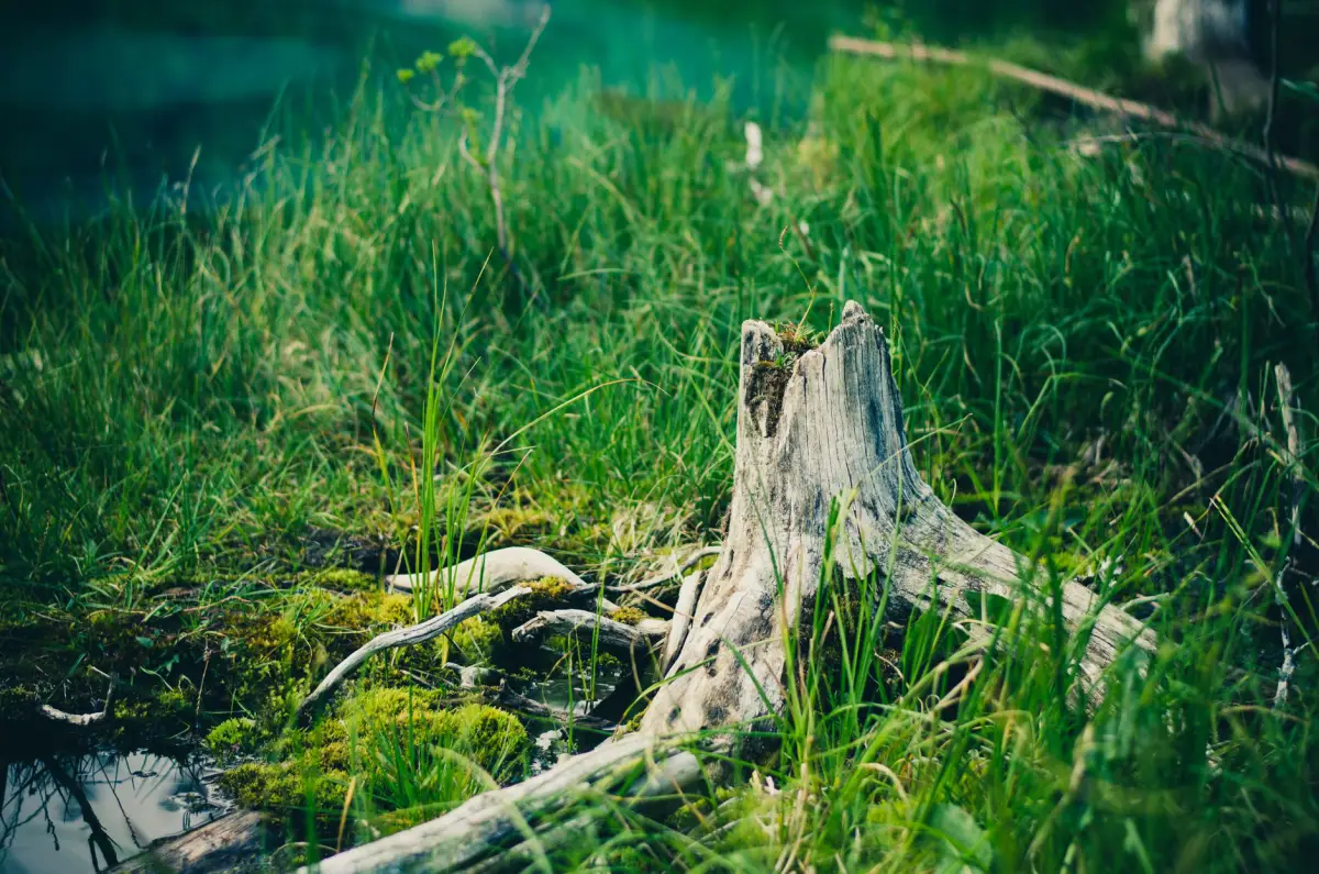 Tree stump left in a grassy clearing before removal
