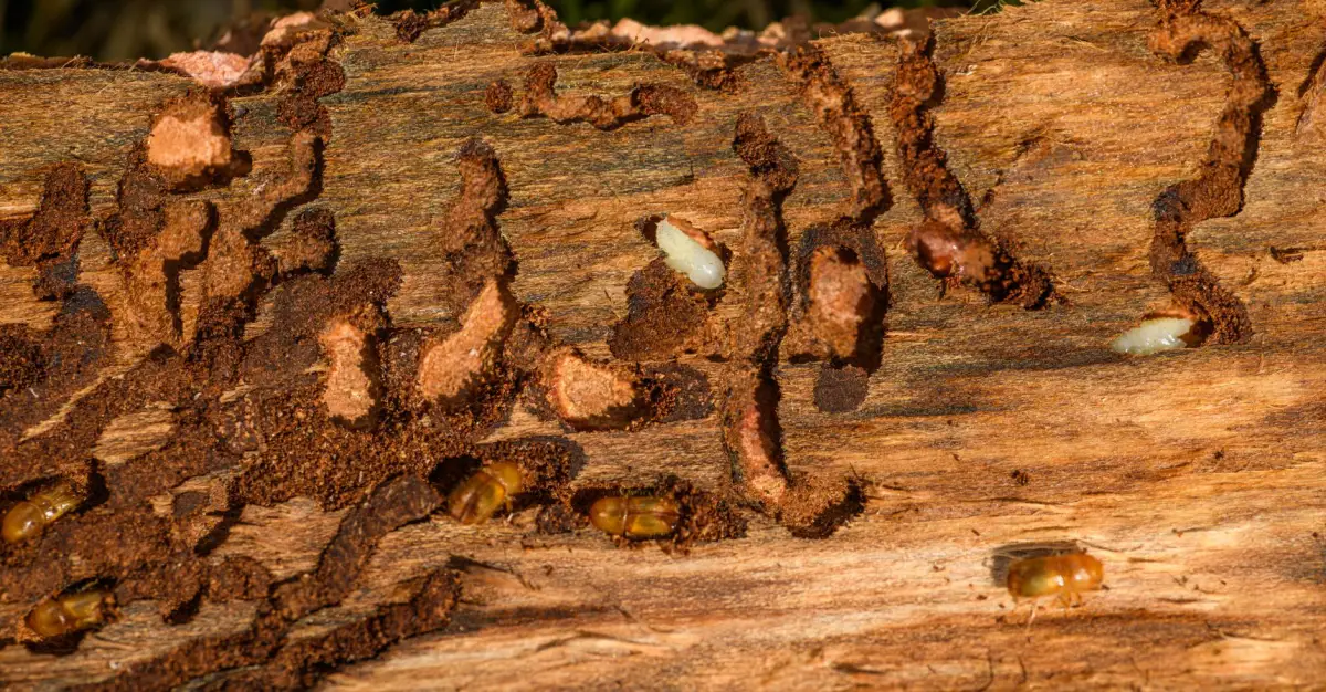 Close-up of tree bark showing damage and exit holes