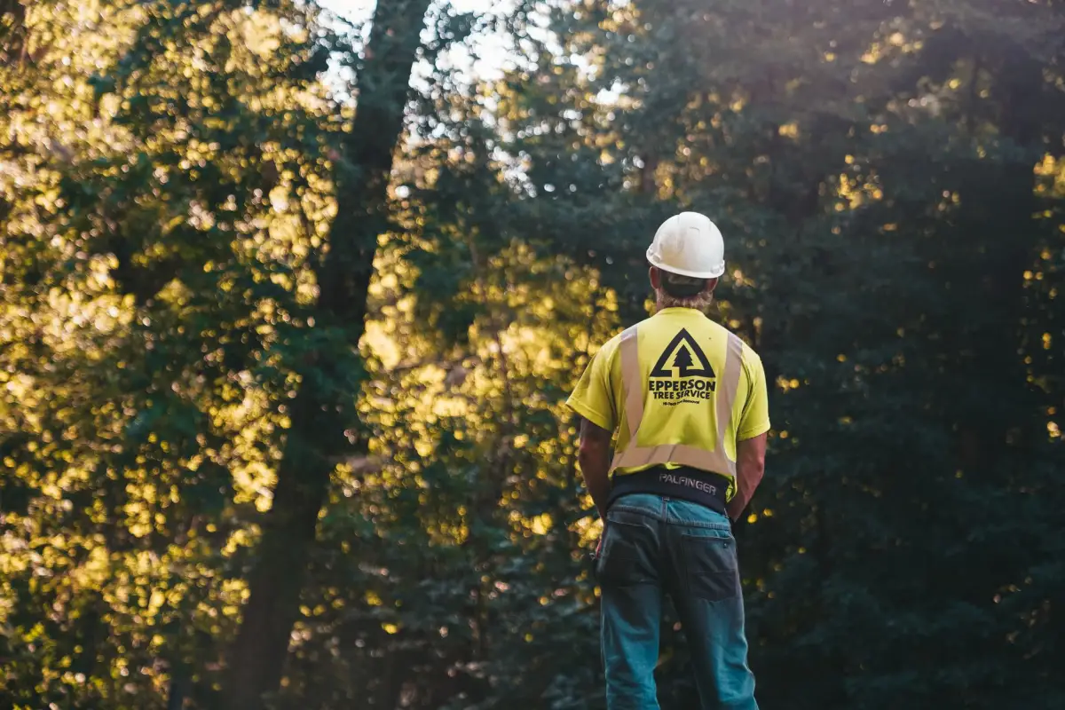 Arborist inspecting a tree's canopy for signs of disease