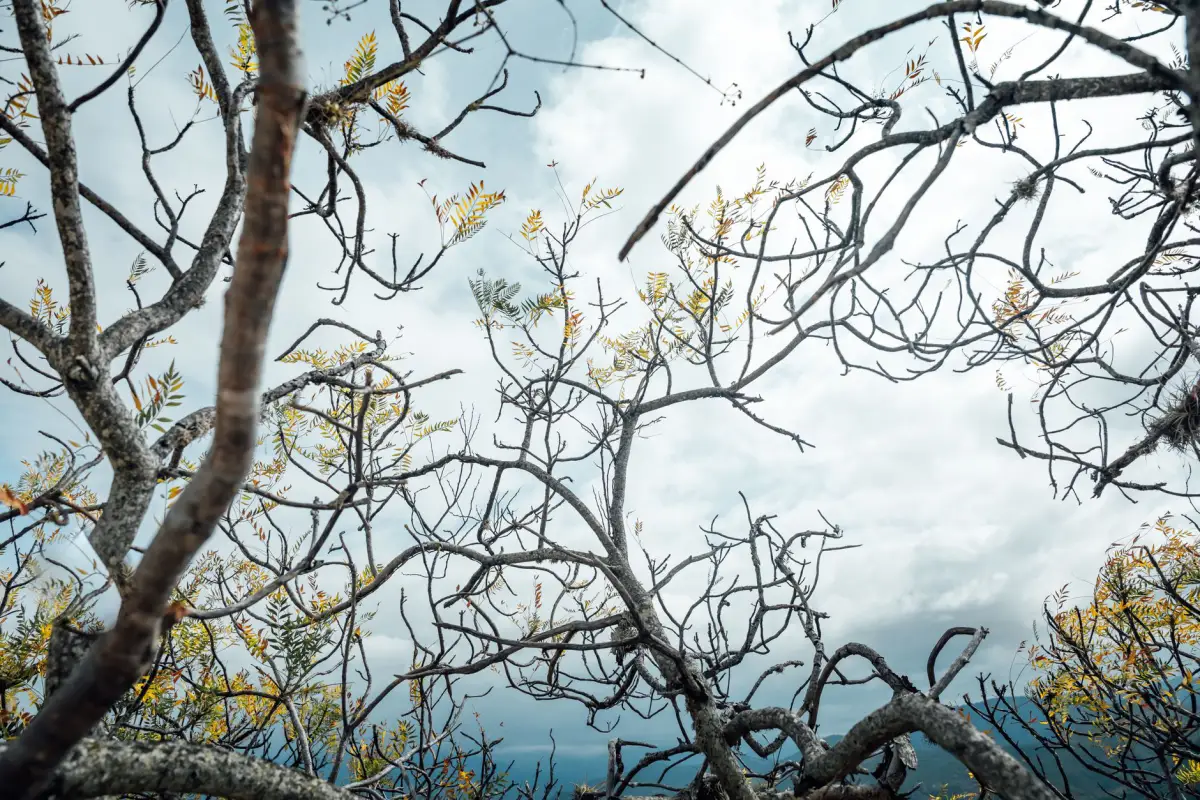 A tree with a thinning, stressed canopy