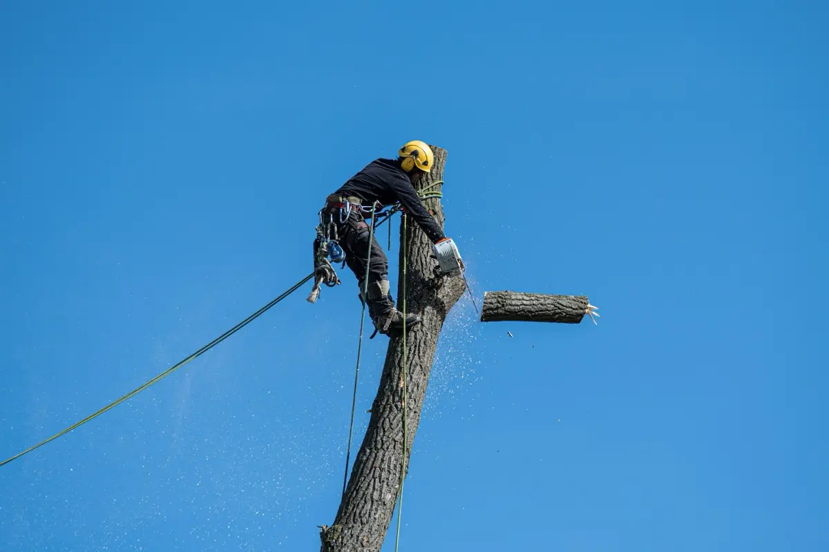Arborist in safety gear cutting a tree with a chainsaw