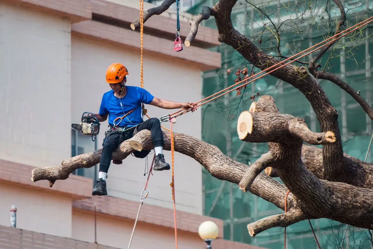 Arborist climbing a tree to prune branches