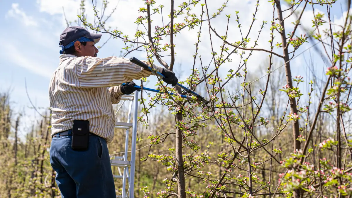 Close-up of pruning shears cutting a branch