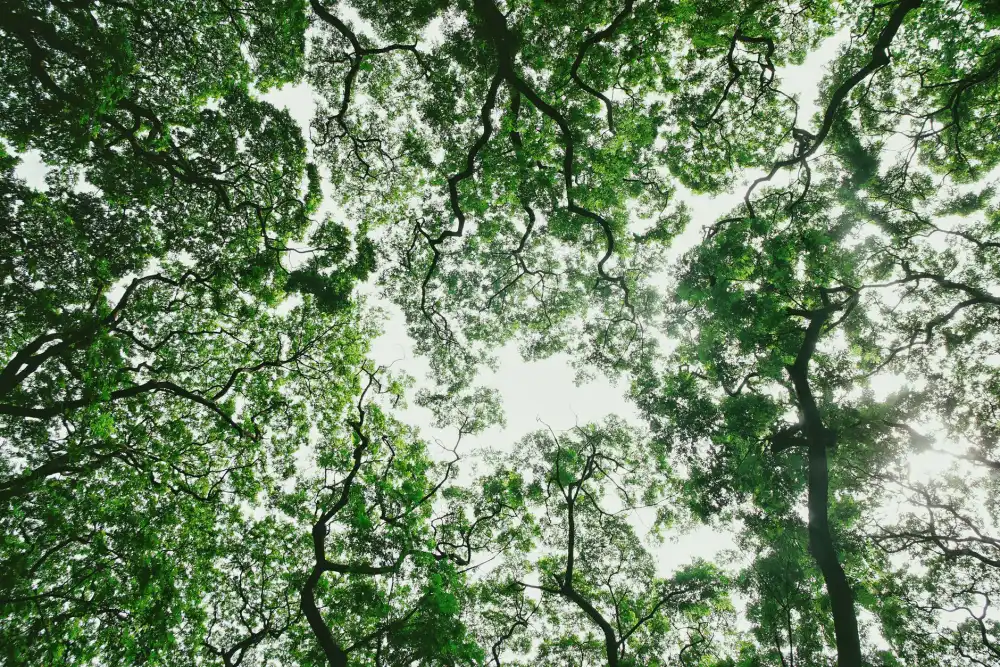 A thinned tree canopy with light reaching the ground